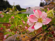 Apple Blossoms