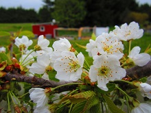 Apple Blossoms
