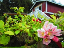 The barn and Apple tree