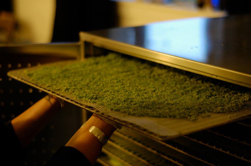 Our dehydrator full of green onions 